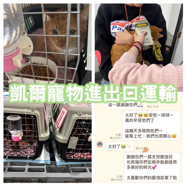 2025/02/03『南非』兩隻貓貓移民南非~~~~~